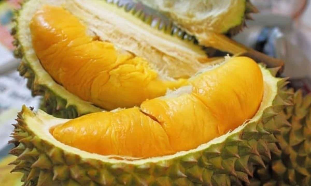 Buah Durian Sultan Makanan yang Paling Disukai